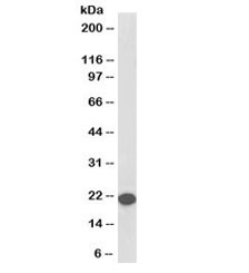 Western blot testing of human cerebellum lysate with biotinylated RKIP antibody at 0.1ug/ml. Predicted molecular weight: ~21kDa.