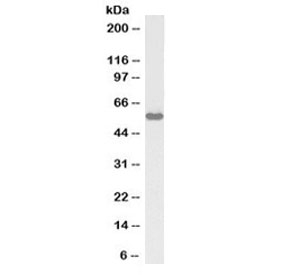 Western blot testing of rat testis lysate with biotinylated KPNA3 antibody at 1ug/ml. Predicted molecular weight ~58kDa.