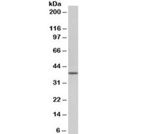 Western blot testing of mouse NIH3T3 lysate with Oct4 antibody at 1ug/ml. Predicted molecular weight ~38/30 kDa (isoform A/B), commonly observed at 38-45 kDa.
