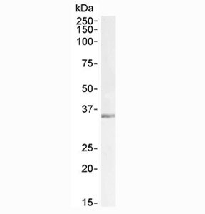 Western blot testing of mouse testis lysate with LDHC antibody at 1ug/ml. Predicted molecular weight: 36 kDa.