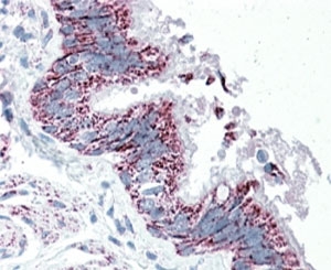 IHC testing of FFPE human bronchus with TTLL4 antibody at 5ug/ml. HIER: steamed with pH6 citrate buffer, AP-staining.