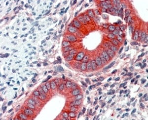 IHC testing of FFPE human uterus with EPB41L2 at 2ug/ml. HIER: steamed with pH6 citrate buffer, AP-staining.