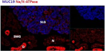 IHC staining of cells of the sublingual salivary gland (SLG) in mouse, but not any cells of the submandibular salivary gland (SMG).  Mucin 19 antibody was used at 1.8ug/ml.