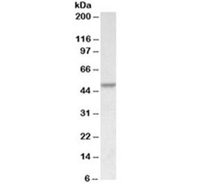 Western blot testing of HeLa lysate with PDCD4 antibody at 0.1ug/ml. Expected molecular weight: 50-60 kDa.