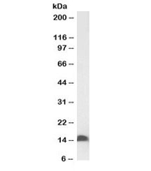 Western blot of mouse duodenum lysate with biotinylated FABP2 antibody at 0.1ug/ml. Predicted molecular weight: ~15kDa.