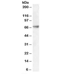 Western blot testing of human frontal cortex lysate with GABRA4 antibody at 0.1ug/ml. Predicted molecular weight: ~62kDa.