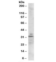 Western blot testing of mouse heart lysate with Lime antibody at 1ug/ml. Predicted molecular weight: 31kDa.