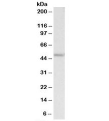Western blot testing of HEK293 lysate with PLA1 antibody at 2ug/ml. Predicted molecular weight: ~47kDa.