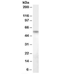 Western blot testing of human heart lysate with Bruno-like 5 antibody at 1ug/ml. Predicted molecular weight: ~52kDa.