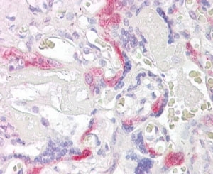 IHC testing of FFPE human placenta PHLDA2 antibody at 4ug/ml. HIER: steamed with pH6 citrate buffer, AP-staining.