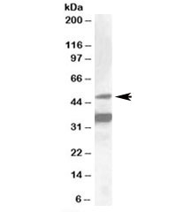 Western blot testing of HepG2 lysate with NR1I2 antibody at 1ug/ml. Predicted molecular weight: ~50 kDa.