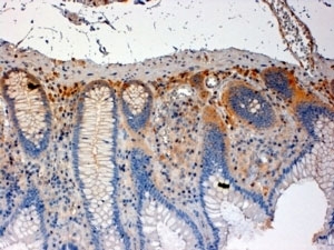 IHC staining of FFPE human colon with CSK antibody at 4ug/ml. HIER: steamed with pH6 citrate buffer, HRP-staining.