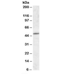 Western blot testing of mouse brain lysate with HIPPI antibody at 1ug/ml. Predicted molecular weight: ~49 kDa.