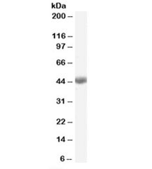 Western blot testing of rat liver lysate with BHMT antibody at 0.03ug/ml. Predicted molecular weight: ~45kDa.