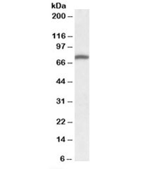 Western blot testing of human peripheral blood mononucleocyte lysate with Kindlin-3 antibody at 1ug/ml. Predicted molecular weight: ~75kDa.