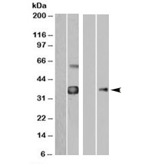 Western blot of HEK293 overexpressing WISP1-FLAG probed with anti-FLAG in the left panel and with WISP1 antibody in the right panel (mock transfection in first lane of each panel).