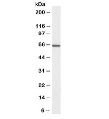 Western blot testing of rat pancreas lysate with biotinylated PDIA2 antibody at 0.03ug/ml. Predicted molecular weight ~58/70kDa (unmodified/glycosylated).