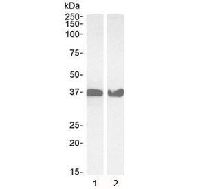 Western blot testing of 1) human HeLa and 2) mouse NIH3T3 lysate with GAPDH antibody at 0.03ug/ml. Predicted molecular weight ~36 kDa.