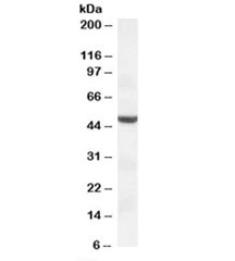 Western blot testing of HEK293 lysate with TMPRSS4 antibody at 1ug/ml. Predicted molecular weight: ~48kDa.