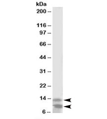 Western blot testing of K562 lysate with DPM3 antibody at 2ug/ml. Predicted molecular weight: ~10/13kDa (short/long isoform).
