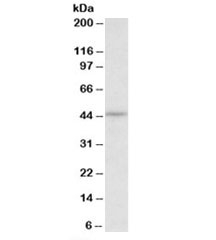 Western blot testing of HepG2 lysate with CREB3 antibody at 0.3ug/ml. Predicted molecular weight: ~42kDa.