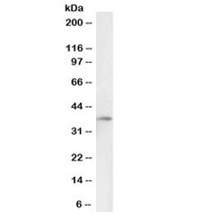 Western blot testing of human liver lysate with biotinylated DARC antibody at 0.1ug/ml. Predicted molecular weight: ~36 kDa.