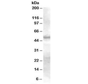 Western blot testing of human skin lysate with SMAD9 antibody at 0.3ug/ml. Predicted molecular weight: ~49 kDa.