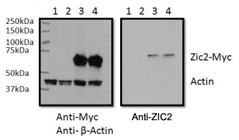 RWPE1 cell lysate overexpressing human ZIC2-MYC tag tested with ZIC2 antibody (0.5ug/ml) in the right panel and probed with anti-MYC tag (1/1000) and anti-beta-Actin in the left panel. Mock-transfected RWPE1 lysate in lane 1 and expressing GFP in lanes 2.