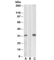 Western blot of HEK293 lysate overexpressing human KCNIP3-MYC probed with CSEN antibody [1ug/ml] in Lane A and anti-MYC [1/1000] in lane C. Mock-transfected HEK293 probed with CSEN antibody [1ug/ml] in Lane B. Predicted molecular weight: ~29kDa.