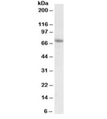 Western blot testing of A549 lysate with AARSD1 antibody at 1ug/ml. Predicted molecular weight: ~45/59/66kDa (isoforms 1/2/3).