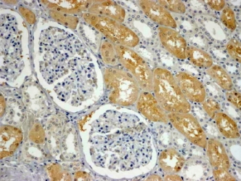 IHC testing of FFPE human kidney with APXL antibody at 4ug/ml. HIER: steamed with pH9 Tris/EDTA buffer, HRP-staining.