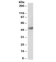 Western blot testing of human bone marrow lysate with BPI antibody at 0.3ug/ml. Predicted molecular weight: ~54kDa.