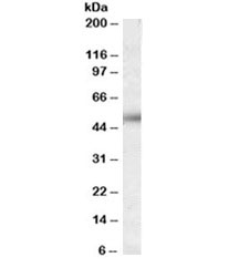Western blot testing of human placenta lysate with ORAI1 antibody at 0.03ug/ml. Predicted molecular weight ~33kDa/45~50kDa (unmodified/glycosylated)