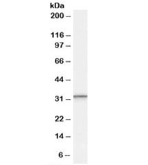 Western blot testing of human peripheral blood mononucleocyte lysate with PSME1 antibody at 0.3ug/ml. Predicted molecular weight: ~29kDa.