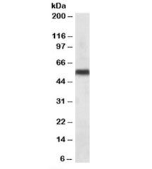 Western blot testing of human liver lysate with CYP2C8 antibody at 0.1ug/ml. Predicted molecular weight: ~56kDa.