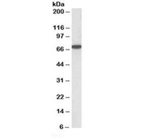 Western blot testing of HeLa lysate with HDAC1 antibody at 0.5ug/ml. Predicted molecular weight 55~60 kDa. Larger size likely due to sumoylation.