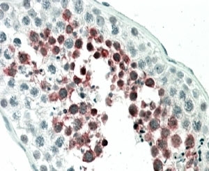 IHC staining of FFPE human testis with MEPCE antibody at 5ug/ml. HIER: steamed with pH6 citrate buffer, AP-staining.
