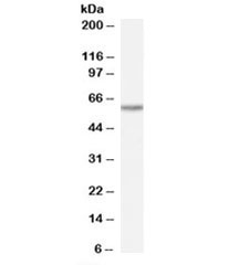 Western blot testing of human heart lysate with TAIP-12 antibody at 0.1ug/ml. Predicted molecular weight: ~59kDa.