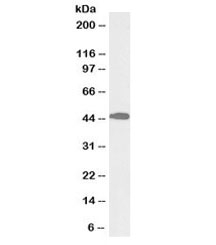 Western blot testing of mouse liver lysate with biotinylated ACAT1 antibody at 0.1ug/ml. Predicted molecular weight: ~45kDa.