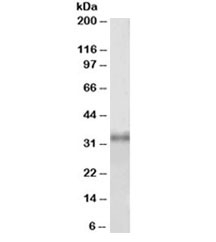 Western blot testing of HEK293 lysate with Fibrillarin antibody at 1ug/ml. Predicted molecular weight ~34kDa.