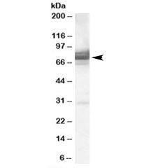 Western blot testing of 293 lysate with IFT74 antibody at 0.3ug/ml. Predicted molecular weight: ~69kDa.