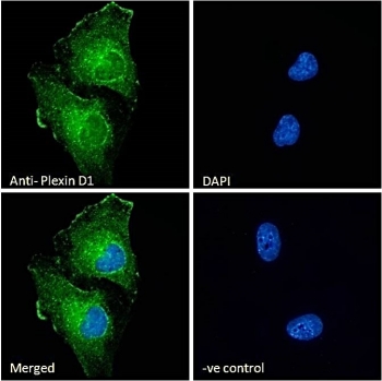 Immunofluorescent staining of fixed and permeabilized human U-251 cells with Plexin D1 antibody (green) at 10ug/ml and DAPI nuclear stain (blue).