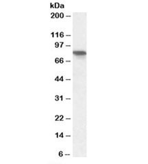 Western blot testing of human pancreas lysate with XPNPEP1 antibody at 0.3ug/ml. Predicted molecular weight: ~70/67/75/72kDa (isoforms 1-4).