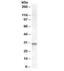 Western blot testing of human brain lysate with PRUNE2 antibody at 1ug/ml. Predicted/observed molecular weight: ~30kDa.