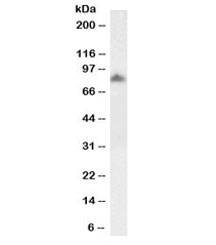 Western blot testing of human frontal cortex lysate with biotinylated SCARB2 antibody at 1ug/ml. Predicted molecular weight: ~54/85kDa (unmodified/glycosylated).
