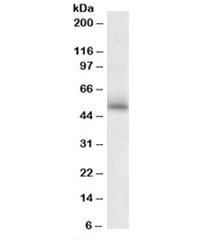 Western blot testing of mouse brain lysate with GABRG2 antibody at 2ug/ml.Predicted molecular weight: ~55kDa.