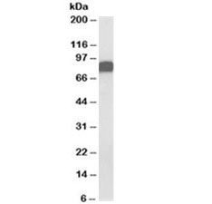 Western blot testing of U2OS lysate with CD44 antibody at 0.03ug/ml. Predicted molecular weight ~81kDa.