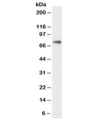 Western blot testing of human kidney lysate with biotinylated ABCD3 antibody at 1ug/ml. Predicted molecular weight: ~75kDa.