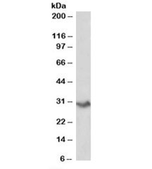 Western blot testing of human spleen lysate with VTCN1 antibody at 0.2ug/ml. Predicted molecular weight: ~31kDa.