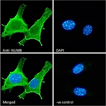 IF/ICC staining of fixed and permeabilized mouse NIH 3T3 cells with NUMB antibody (green) at 10ug/ml and DAPI nuclear stain (blue).